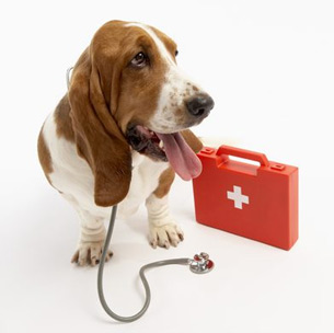 Dr. veterinar ADRIAN GHEORGHITA salon coafura canina oradea skiper.jpg